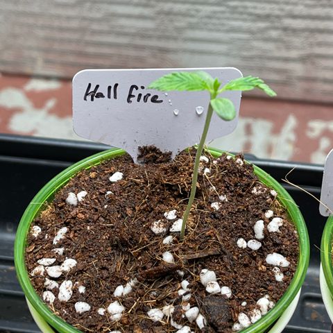 Lucyfur growlog timeline photo