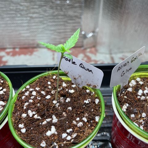Harle Quin growlog timeline photo