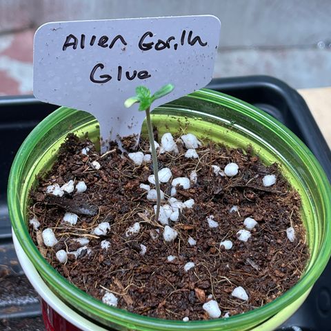Princess Grodd growlog timeline photo