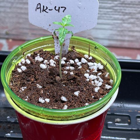 GI Jane growlog timeline photo
