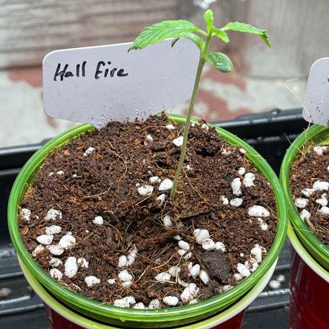 Lucyfur growlog timeline photo