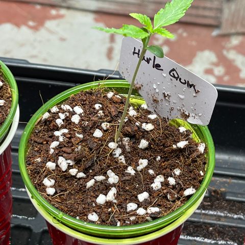 Harle Quin growlog timeline photo