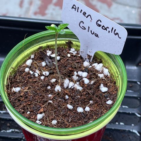 Princess Grodd growlog timeline photo