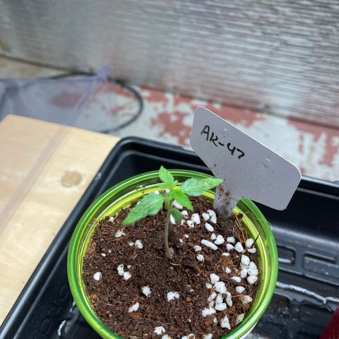 GI Jane growlog timeline photo