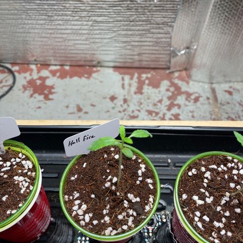 Lucyfur growlog timeline photo