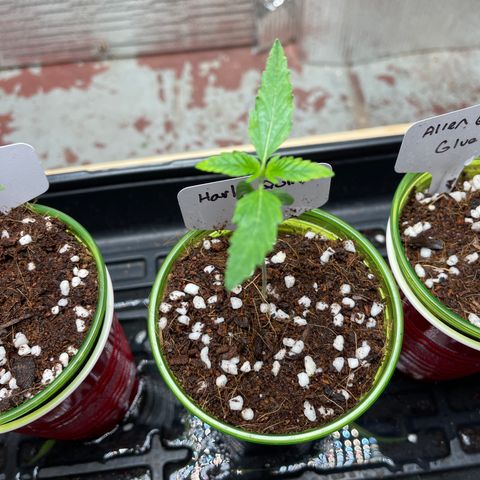 Harle Quin growlog timeline photo