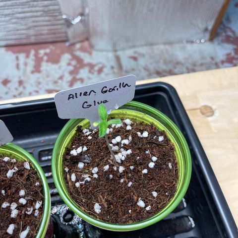 Princess Grodd growlog timeline photo