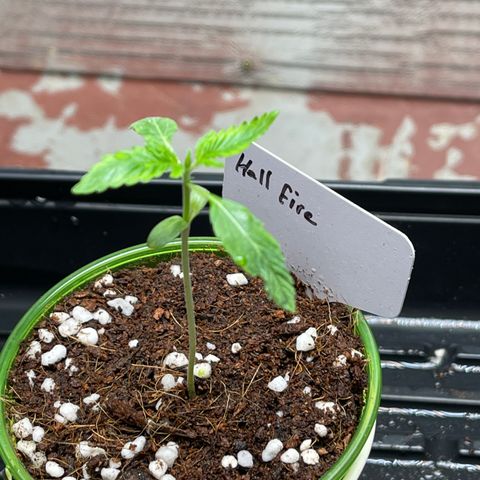 Lucyfur growlog timeline photo