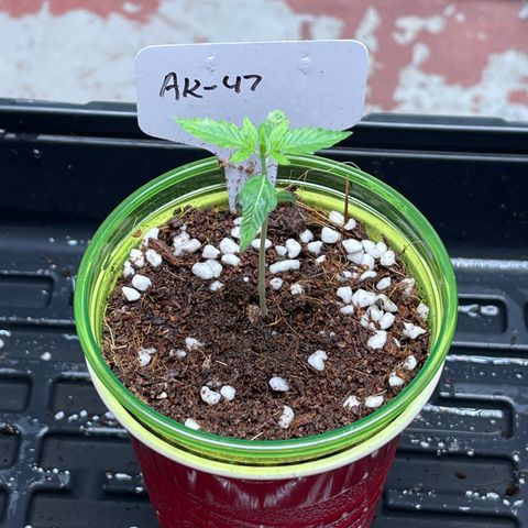 GI Jane growlog timeline photo