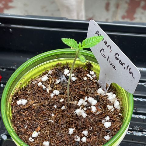 Princess Grodd growlog timeline photo