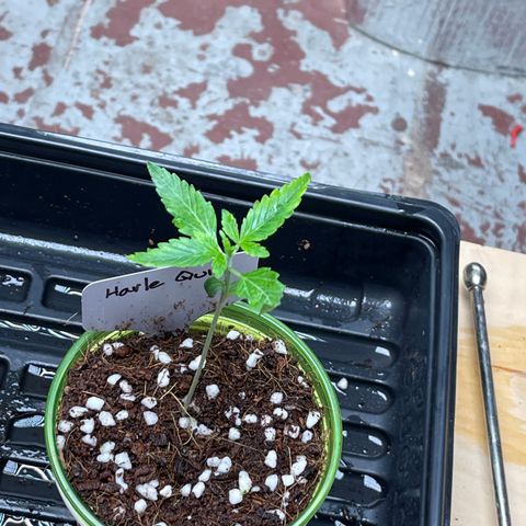Harle Quin growlog timeline photo