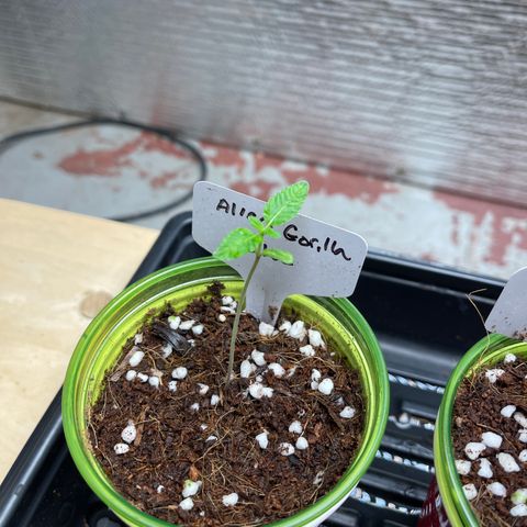 Princess Grodd growlog timeline photo