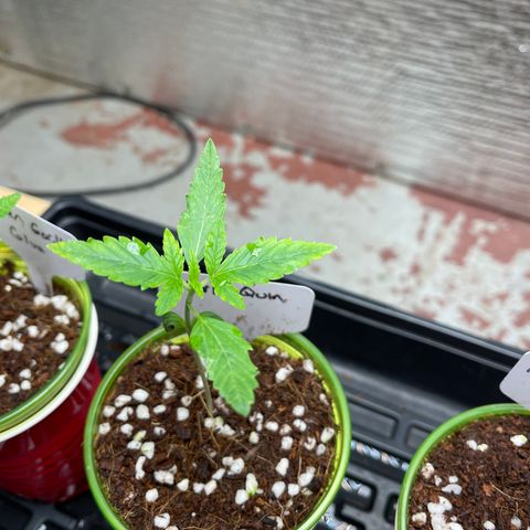 Harle Quin growlog timeline photo