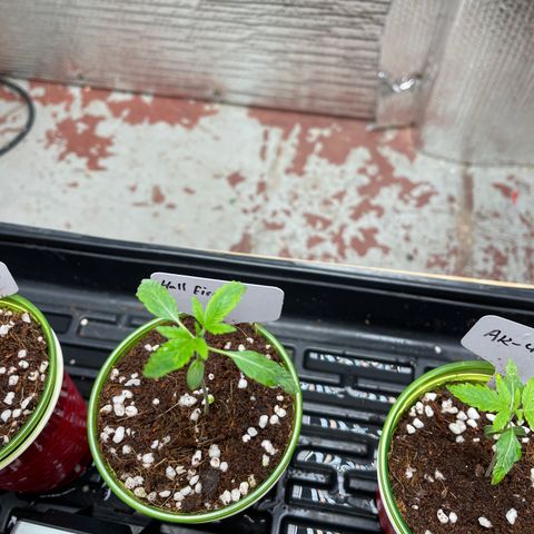 Lucyfur growlog timeline photo