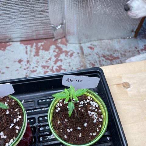 GI Jane growlog timeline photo