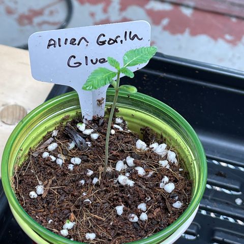 Princess Grodd growlog timeline photo
