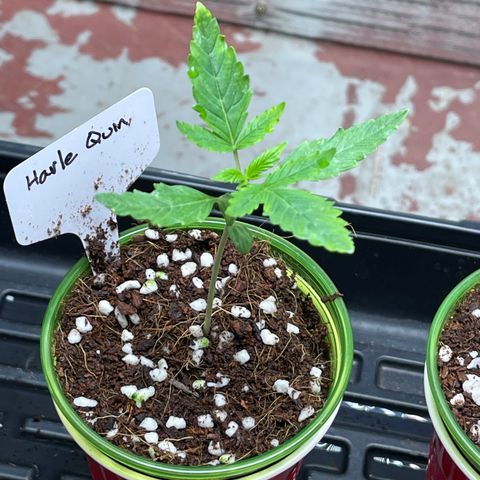Harle Quin growlog timeline photo