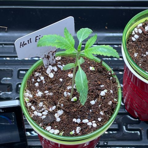 Lucyfur growlog timeline photo
