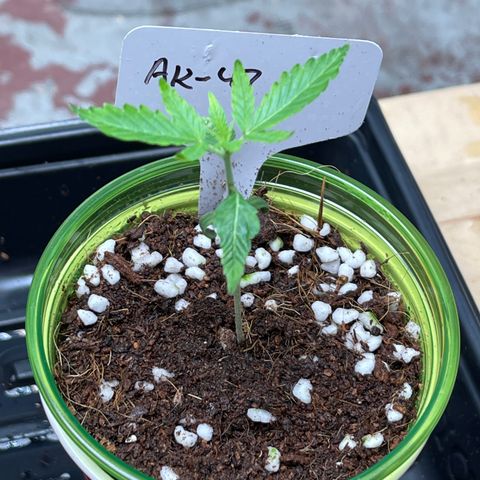 GI Jane growlog timeline photo