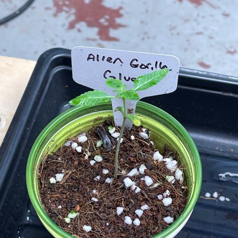 Princess Grodd growlog timeline photo