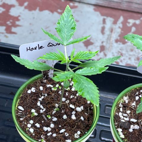 Harle Quin growlog timeline photo