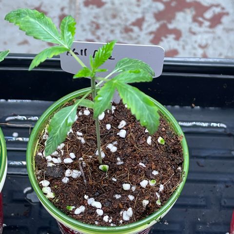 Lucyfur growlog timeline photo