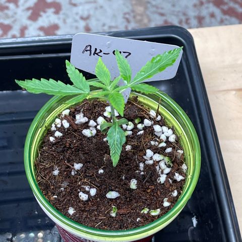 GI Jane growlog timeline photo
