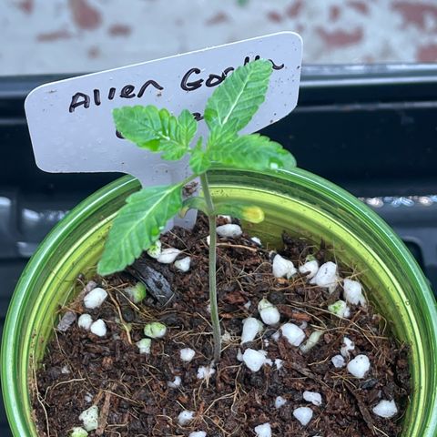 Princess Grodd growlog timeline photo