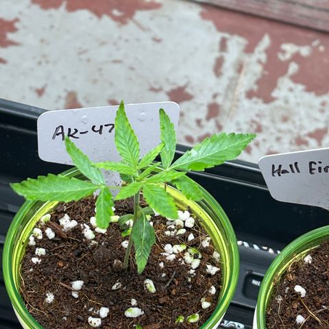 GI Jane growlog timeline photo