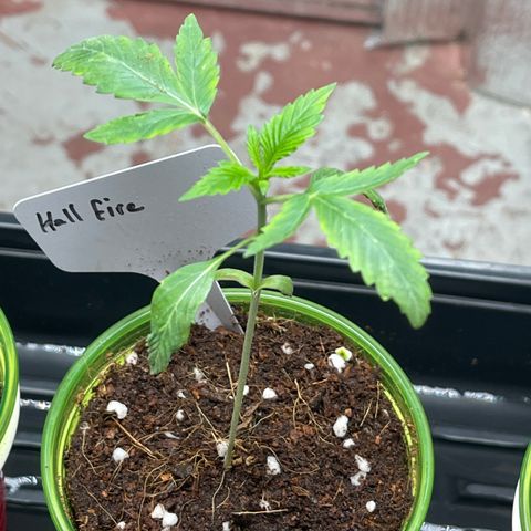 Lucyfur growlog timeline photo