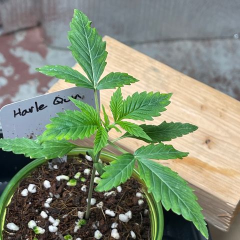 Harle Quin growlog timeline photo