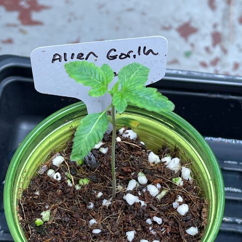 Princess Grodd growlog timeline photo