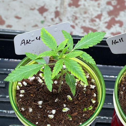 GI Jane growlog timeline photo