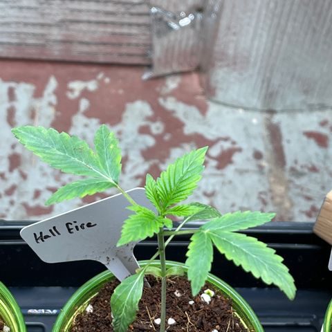 Lucyfur growlog timeline photo