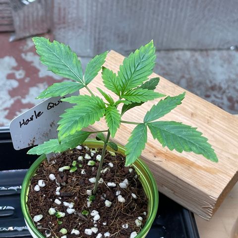 Harle Quin growlog timeline photo