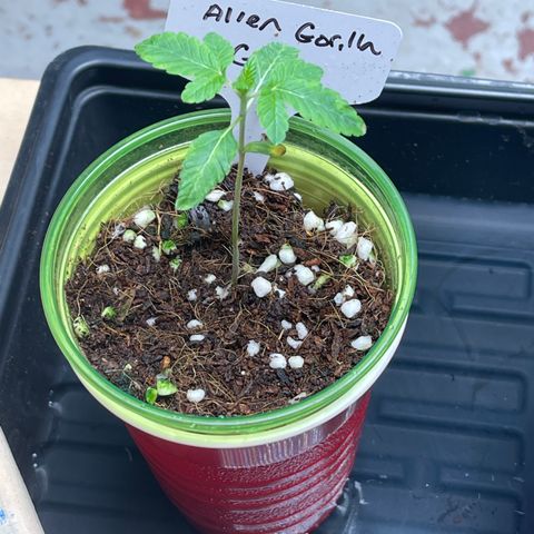 Princess Grodd growlog timeline photo