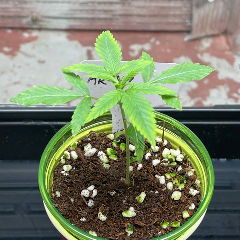 GI Jane growlog timeline photo