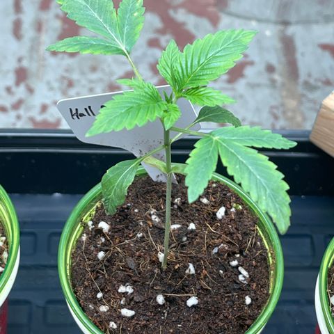 Lucyfur growlog timeline photo