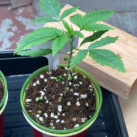 Harle Quin growlog timeline photo