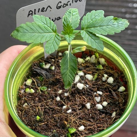 Princess Grodd growlog timeline photo