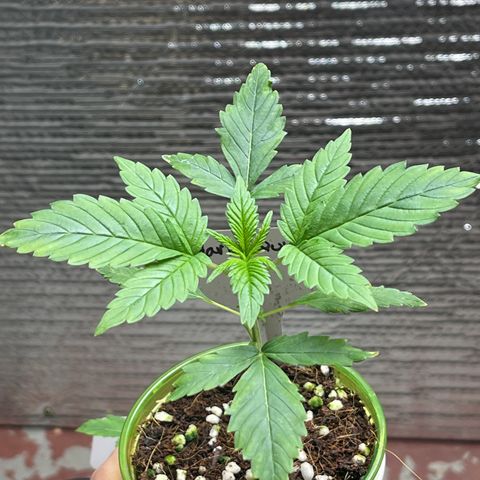 Harle Quin growlog timeline photo