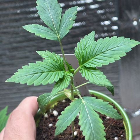 Lucyfur growlog timeline photo