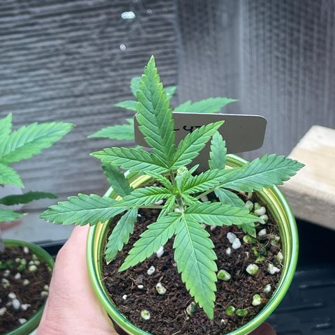 GI Jane growlog timeline photo
