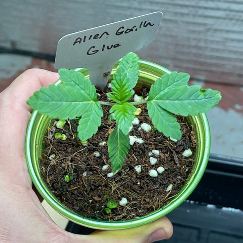 Princess Grodd growlog timeline photo