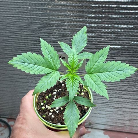 Harle Quin growlog timeline photo