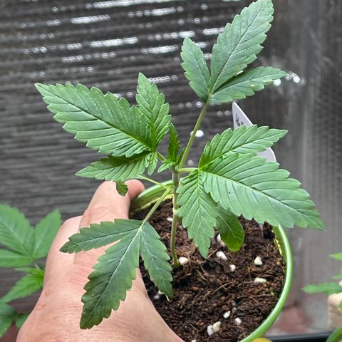 Lucyfur growlog timeline photo