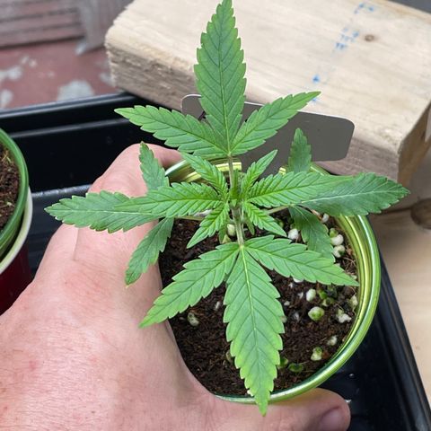 GI Jane growlog timeline photo