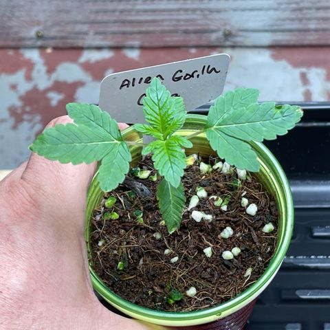 Princess Grodd growlog timeline photo