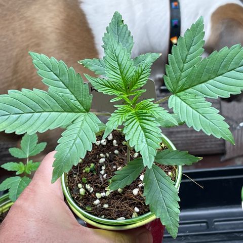 Harle Quin growlog timeline photo
