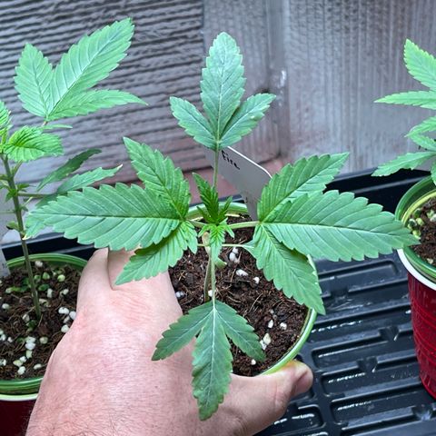 Lucyfur growlog timeline photo